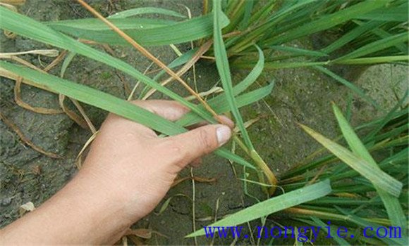 水稻二化螟防治技术