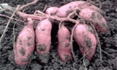 红薯高产栽培要注意的几个环节