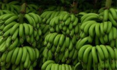 香蕉高产高效益栽培方法与步骤