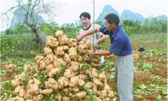 豆薯如何种植，豆薯种植与栽培技术