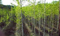 银杏树种植技术与银杏树移植方法