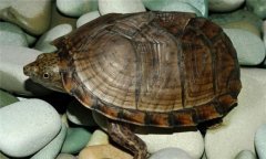 乌龟的生活习性有哪些特点