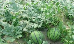 西瓜的吸肥特点、需肥规律及其平衡施肥技术