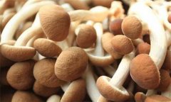 茶树菇种植方法 茶树菇种植技术难点是什么