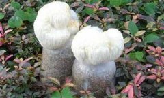 猴头菇种植方法 猴头菇栽培关键技术