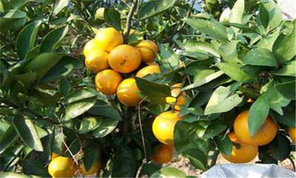 庆元甜桔柚种植优质高效技术推广