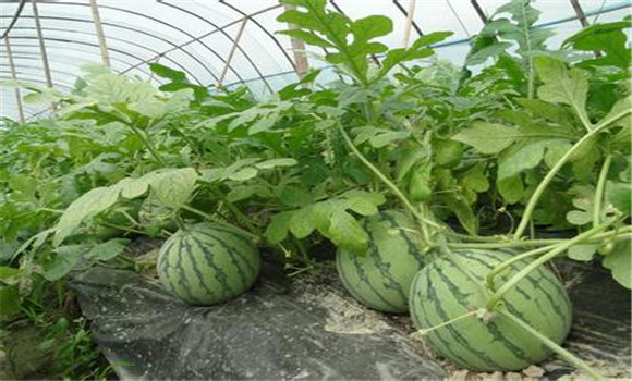 西瓜种植：大棚西瓜种植早熟技术