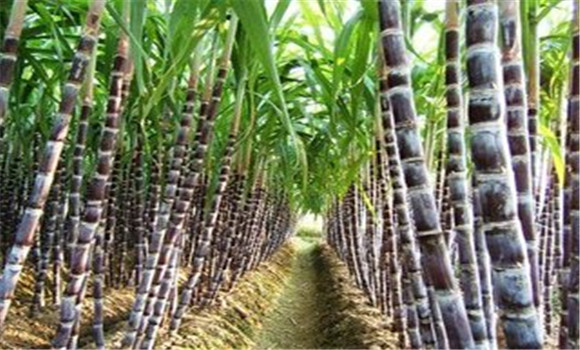 果蔗种植技术