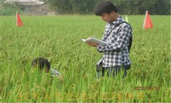 水稻病虫害绿色防控技术