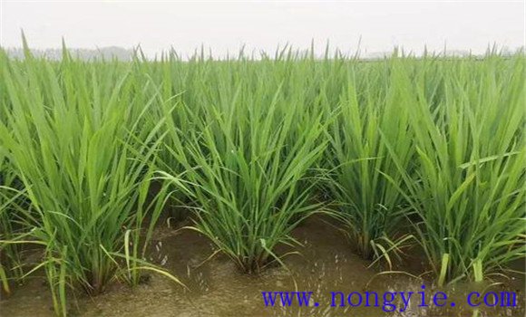 水稻分蘖期怎样进行田间管理