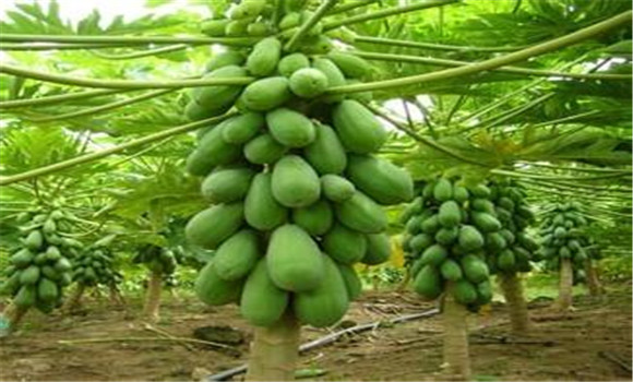 木瓜种植高产栽培技术