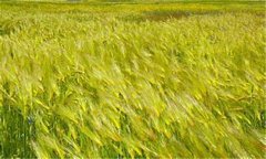 大麦种植时间是什么时候 大麦的种植方法与技术