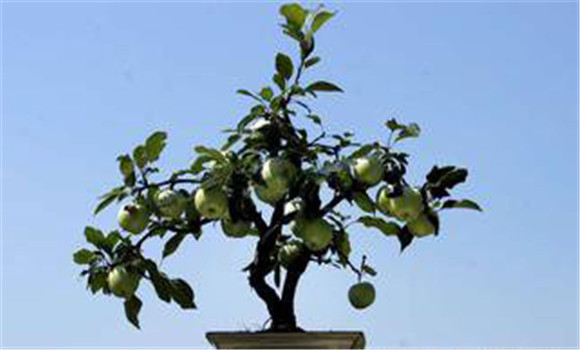 盆栽桃树的种植与管理方法