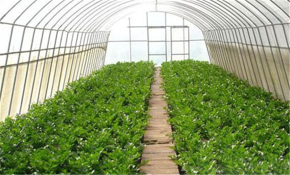 青椒大棚栽培步骤与新技术
