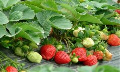 草莓白粉病有什么防治方法