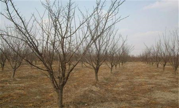 杏树栽培的虫害防治方法