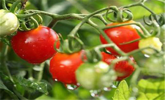 如何选用棚室番茄品种