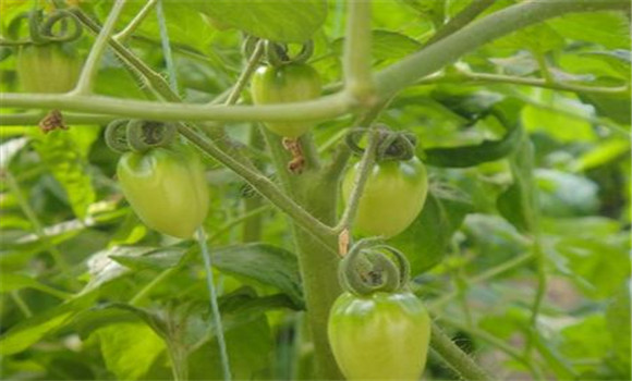 日光温室樱桃番茄冬春茬栽培方法