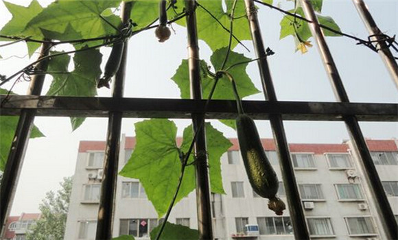 阳台丝瓜种植方法