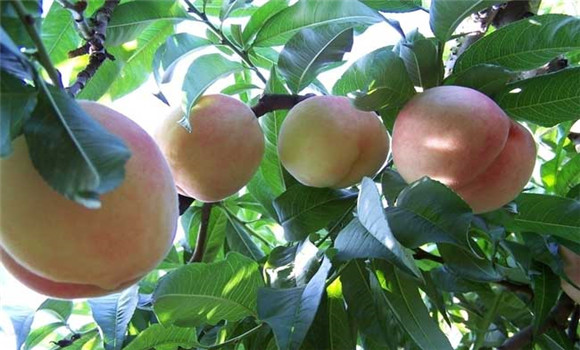 桃树种植注意事项