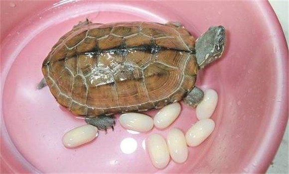 乌龟什么时候下蛋 乌龟蛋可不可以吃--农业百科 - 版