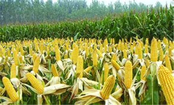 玉米增产