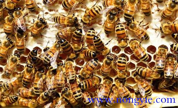 双王蜂群春繁期、生产期和越冬期的管理方法