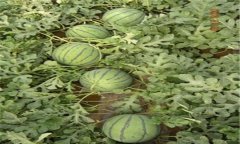 露地西瓜种植技术要点及其田间管理措施