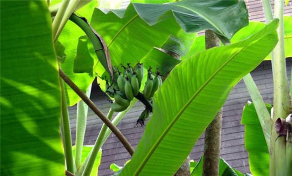 芭蕉的种植技术