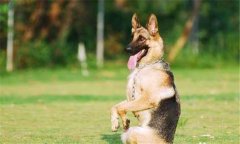 狗的训练方法分哪些个阶段，如何进行？
