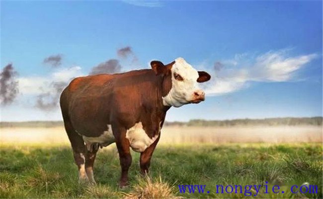 母牛预产期的计算方法