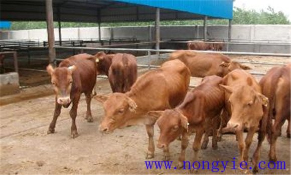 牛场环境条件与保护