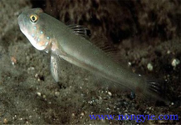 虾虎鱼的常见种类