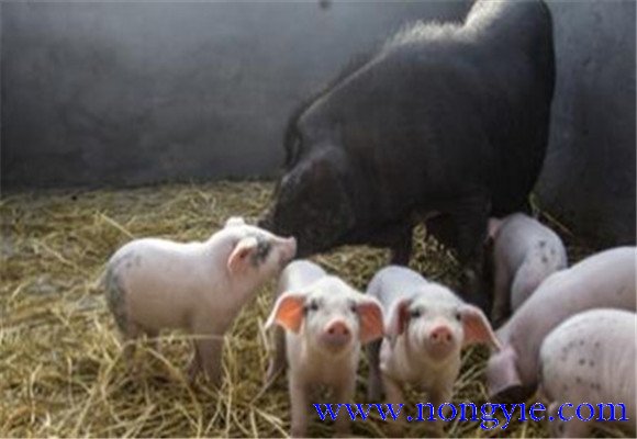 猪繁殖障碍性疾病