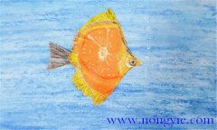橘子鱼的形态特征 橘子鱼的养殖方法