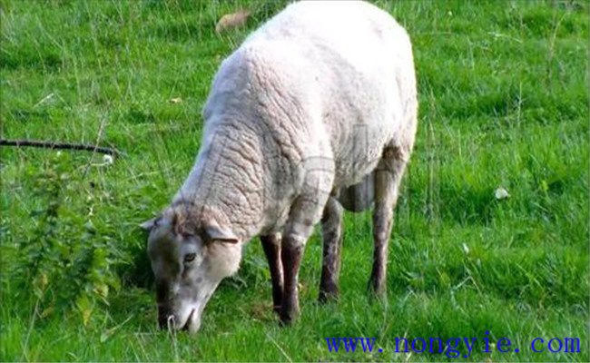 一只羊一年吃多少草料