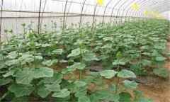 日光温室黄瓜反季节栽培技术