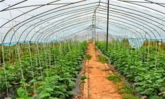 温室黄瓜种植技术和管理新方法，共分五步骤