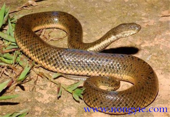 蛇的寿命最长多少年