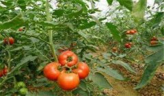 怎样栽培高产无病毒秋西红柿