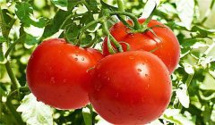 西红柿无支架栽培技术与步骤
