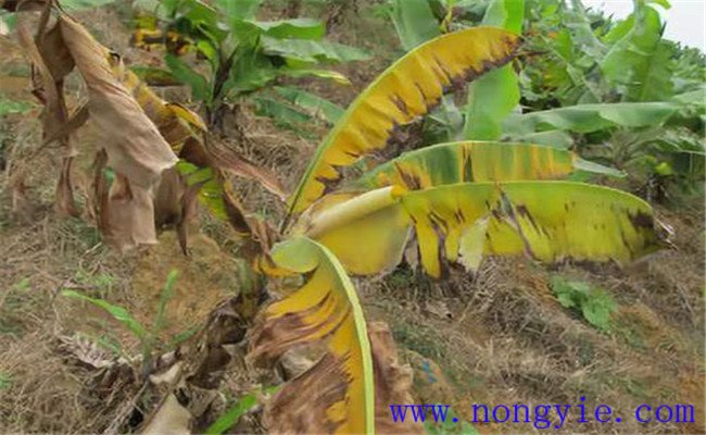 香蕉黄叶病的症状表现
