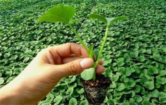 黄瓜栽培技术与管理：育苗、定植与管理