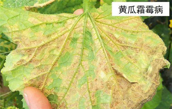 黄瓜病虫害防治:黄瓜霜霉病,白粉病,红蜘蛛