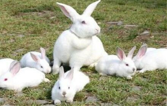 幼兔和青年兔的饲养