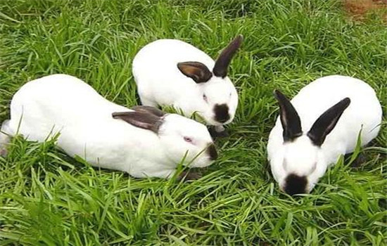 兔子的繁殖周期