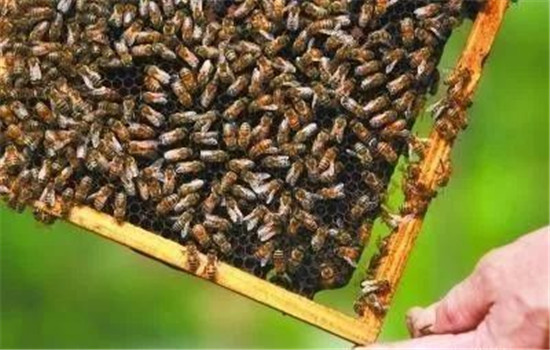 蜂群的越冬管理