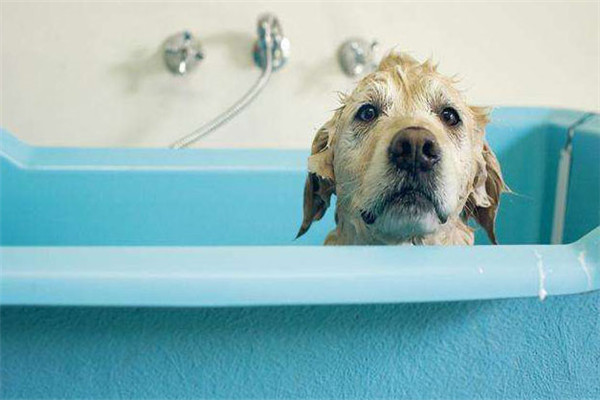犬洗澡的注意事项