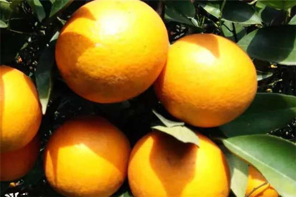 柑橘结果树施肥