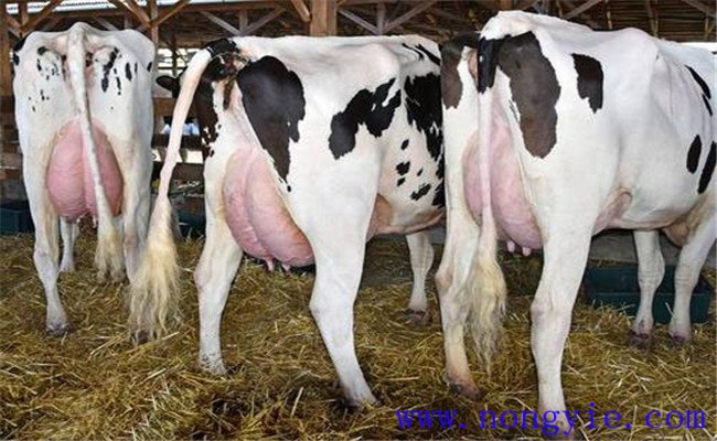 奶牛乳房炎的主要症状
